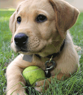 Walkathon Puppy