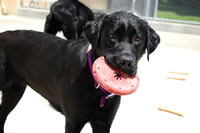 Guiding Eyes Fawn plays with one of the new toys 