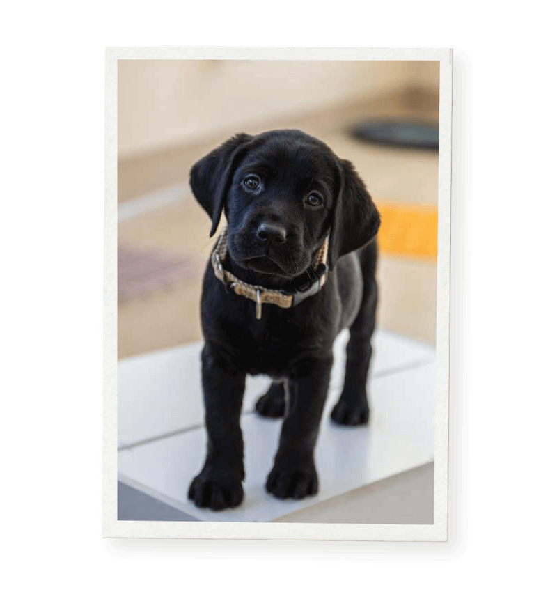 Here's a photo I posed for! Smiling with my new collar here.