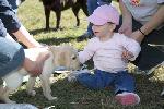 Baby in Pink meets Lab Puppy in Yellow